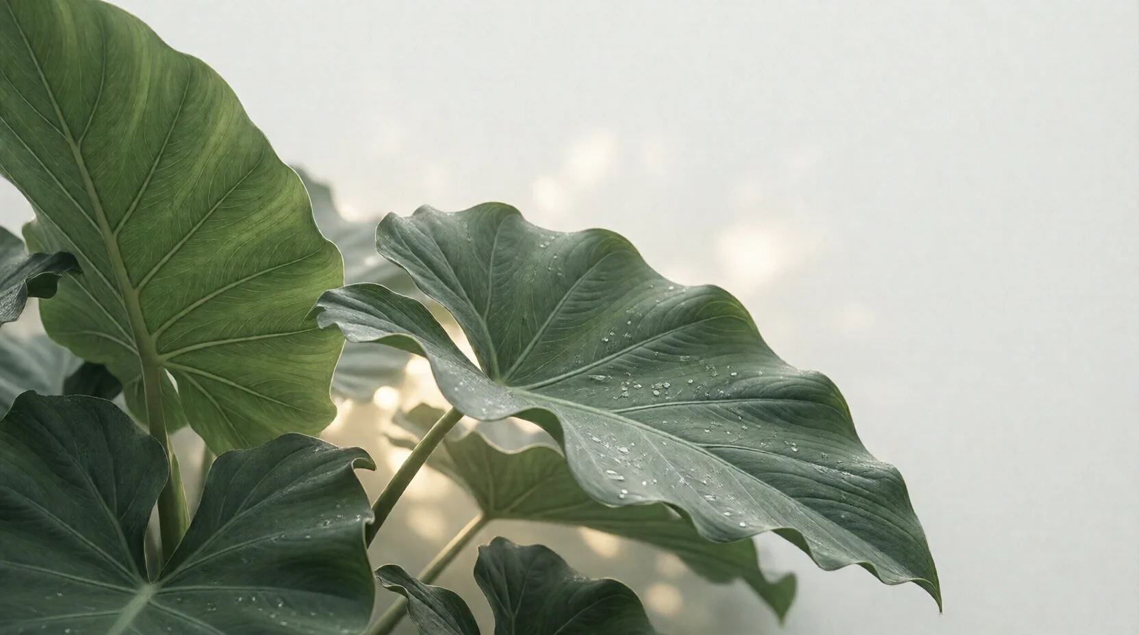 花艺环境设计师 党建PPT背景图 根植沃土·绿叶长青